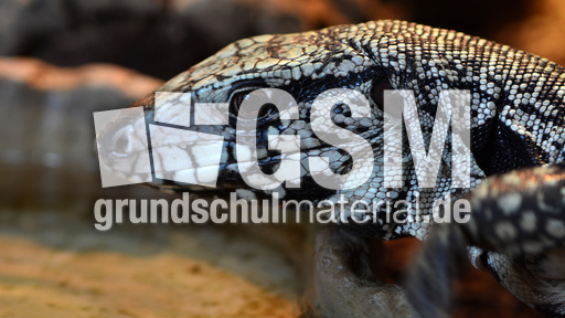 Schwarzweißer Teju (4).jpg